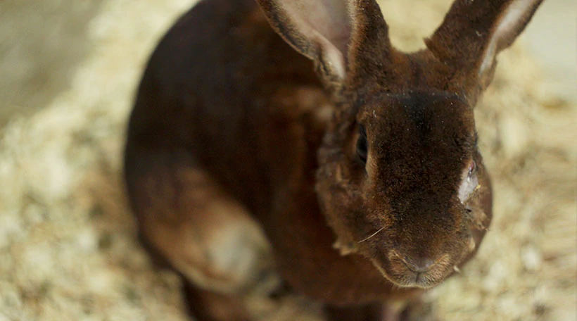 Кролик Рекс