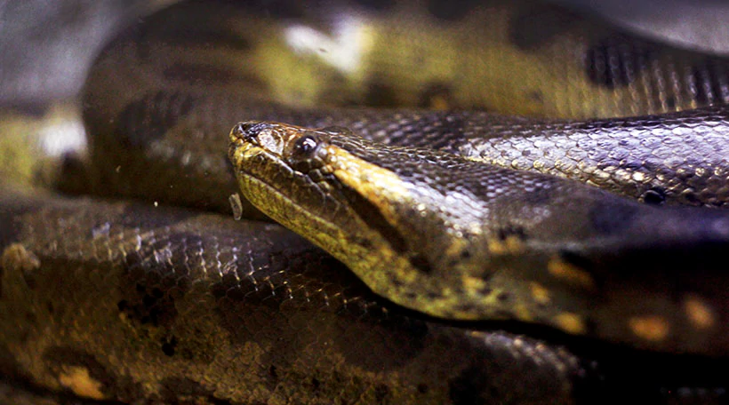 Анаконда Гигантская