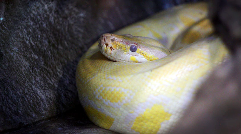 Питон Тигровый Альбинос