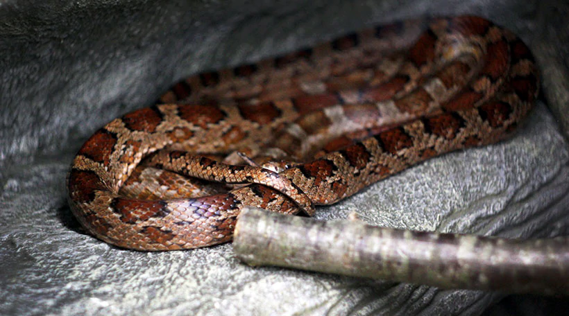 Полоз Маисовый