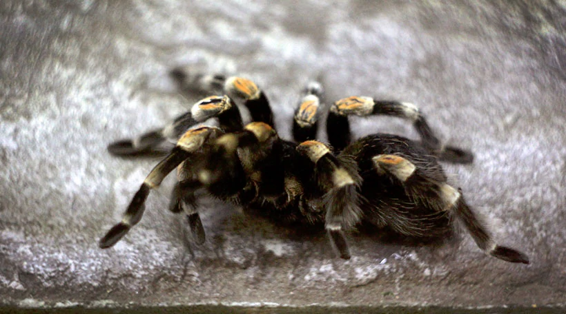 Птицеед Мексиканский