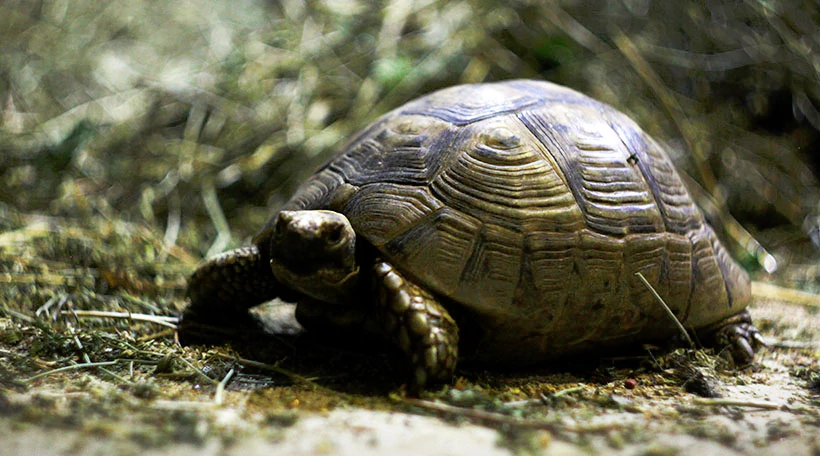 Черепаха среднеазиатская