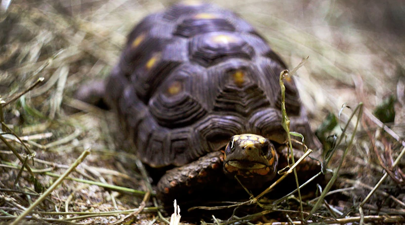 Черепаха угольная