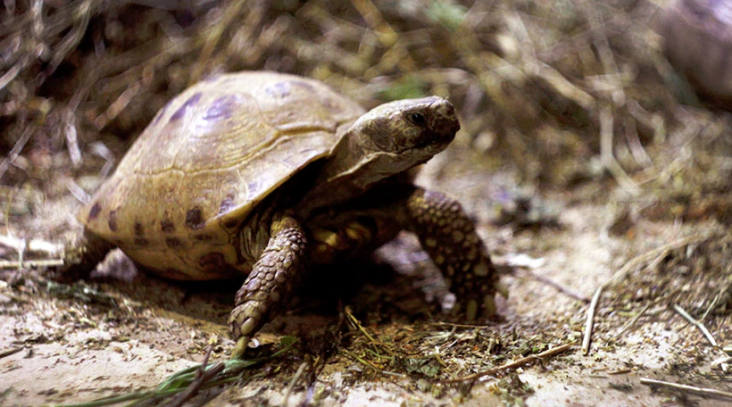 Черепаха греческая